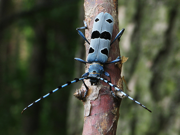 fuzáč alpský   Rosalia alpina