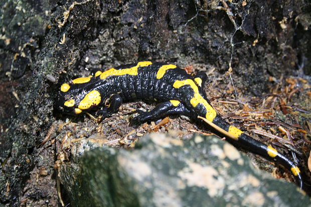 salamandra škvrnita Salamandra salamandra