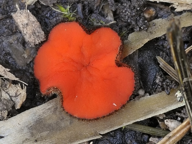 štítovnička Scutellinia sp.