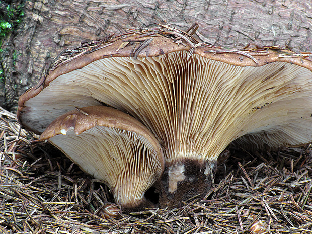 čechračka tmavohlúbiková Tapinella atrotomentosa (Batsch) Šutara