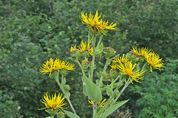 telekia ozdobná Telekia speciosa (Schreb.) Baumg.