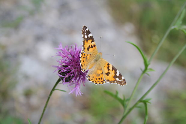 babôčka bodliaková Vanessa cardui