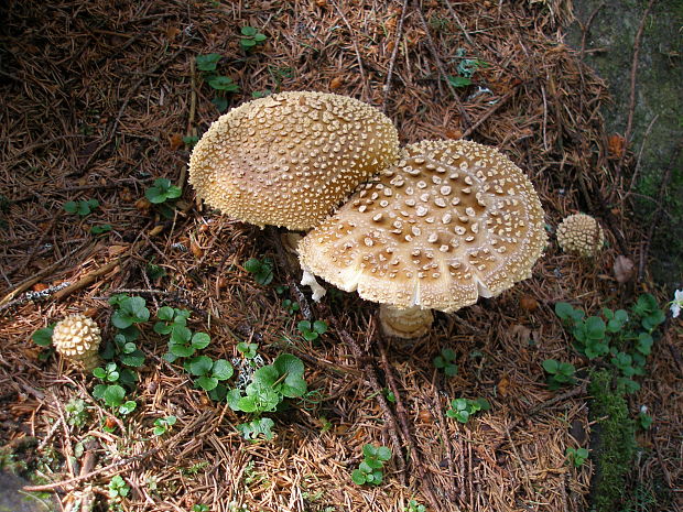 muchotrávka Amanita sp.