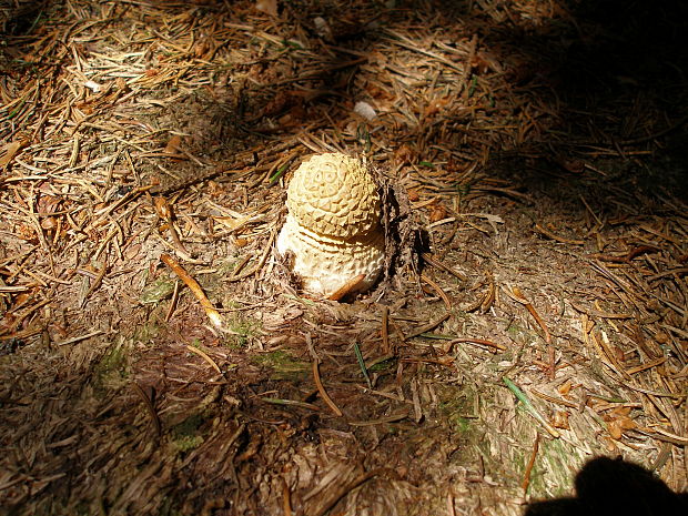 muchotrávka Amanita sp.