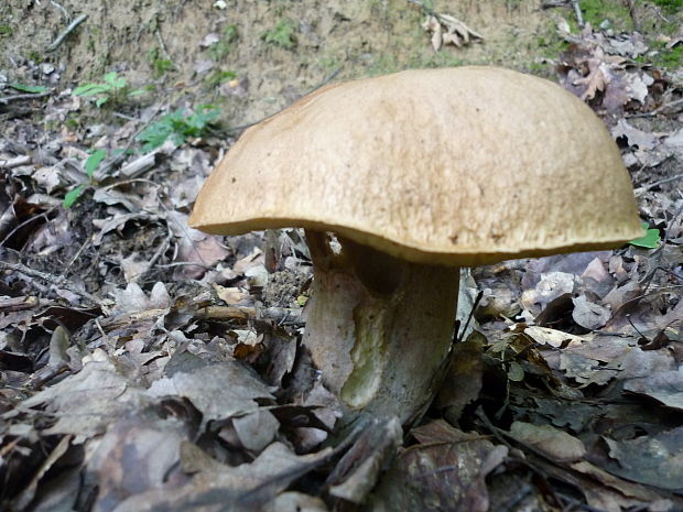 hríb dubový Boletus reticulatus Schaeff.