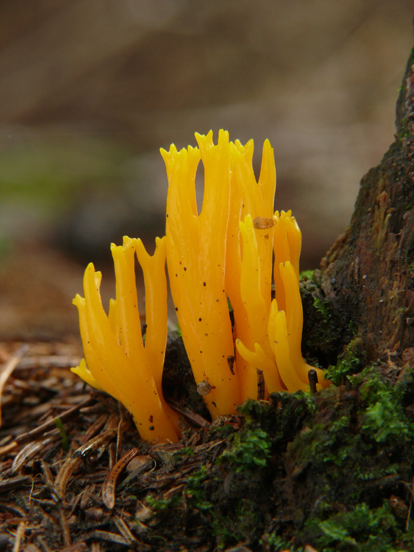 parôžkovec lepkavý Calocera viscosa (Pers.) Fr.