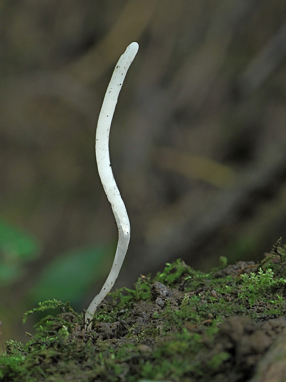 kyjačik Clavaria sp.