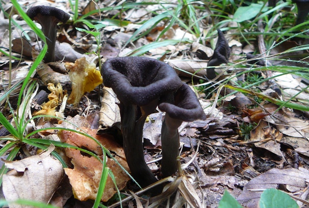 lievik trúbkovitý Craterellus cornucopioides (L.) Pers.