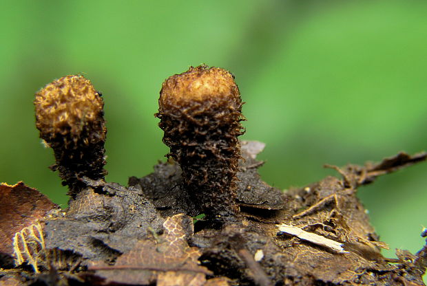 čiaškovec pásikavý Cyathus striatus (Huds.) Willd.