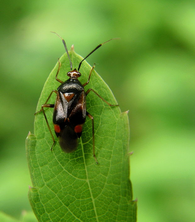 bzdoška Deraeocoris ruber