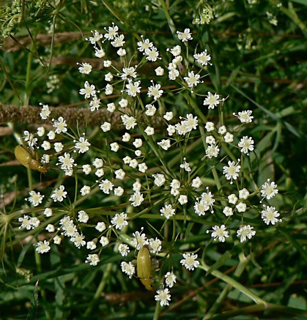 kosáčik obyčajný - srpek obecný Falcaria vulgaris Bernh.