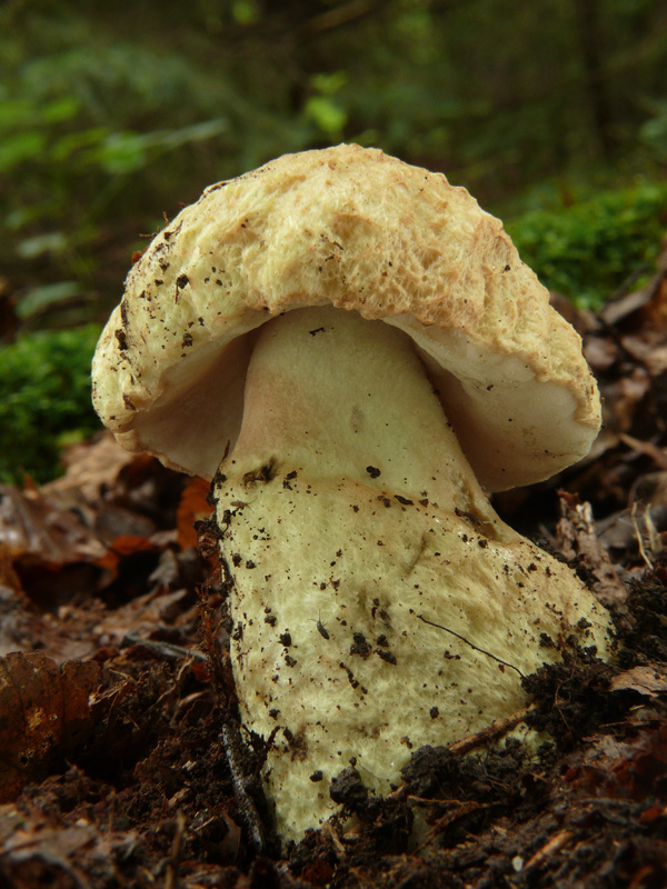 hríbnik modrejúci Gyroporus cyanescens (Bull.) Quél.