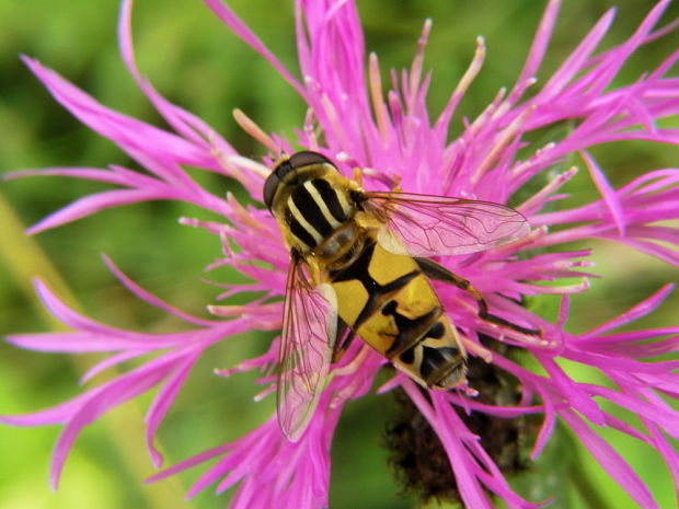 trúdovka červenonosa Helophilus trivittatus