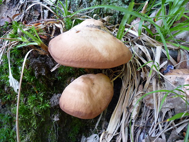 šupinačka menlivá ? Kuehneromyces mutabilis? (Schaeff.) Singer & A.H. Sm.