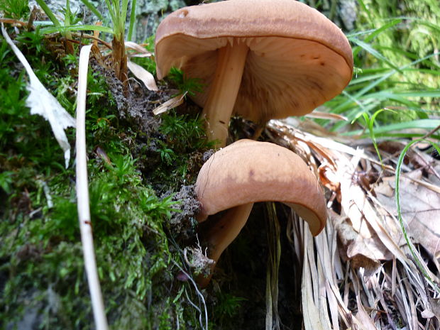 šupinačka menlivá? Kuehneromyces mutabilis? (Schaeff.) Singer & A.H. Sm.