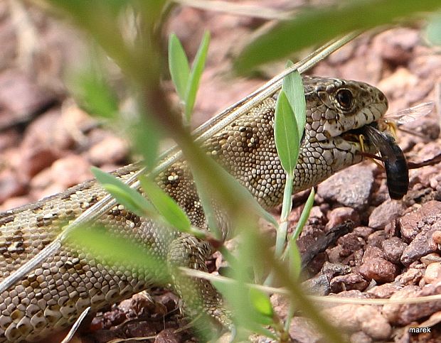 jašterica krátkohlavá - Ještěrka obecná Lacerta agilis