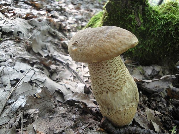 kozák dubový Leccinum aurantiacum (Bull.) Gray