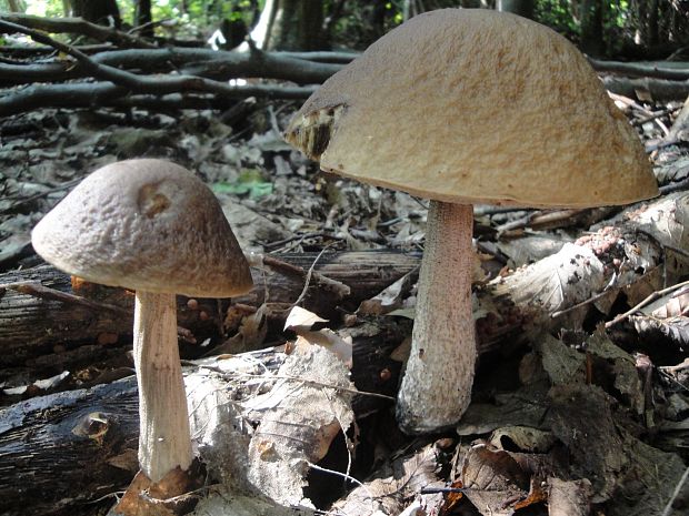 kozák hrabový Leccinum pseudoscabrum (Kallenb.) Šutara