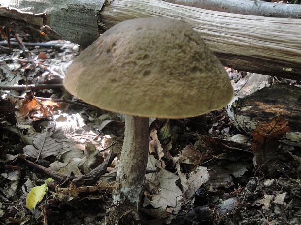 kozák hrabový Leccinum pseudoscabrum (Kallenb.) Šutara