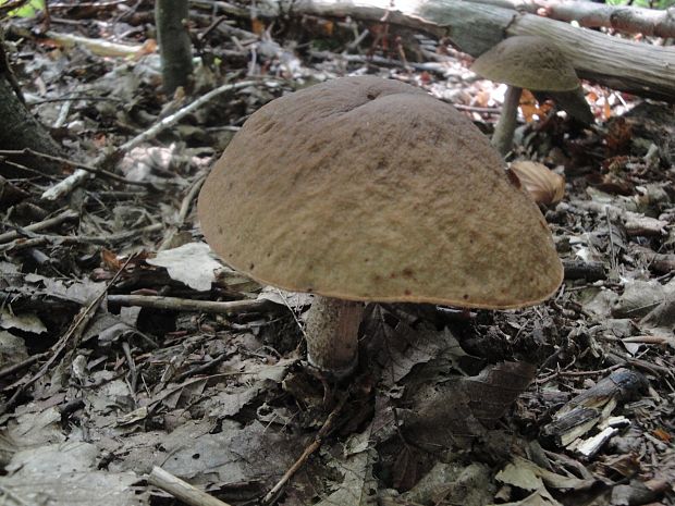 kozák hrabový Leccinum pseudoscabrum (Kallenb.) Šutara