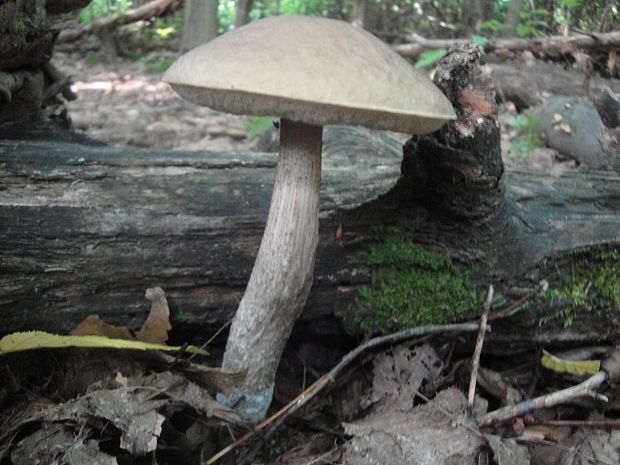 kozák hrabový Leccinum pseudoscabrum (Kallenb.) Šutara