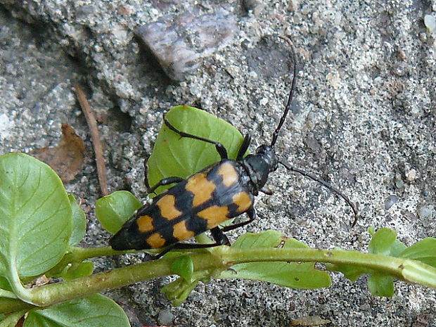 fúzač štvorpruhový Leptura quadrifasciata