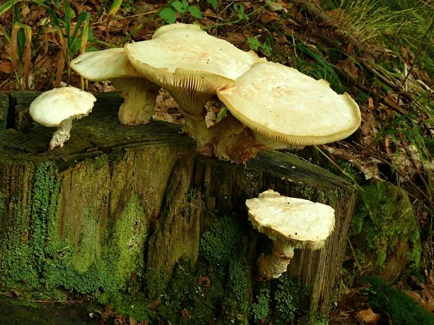 houževnatec šupinatý - Húževnatec šupinatý Neolentinus lepideus  (Fr.) Redhead & Ginns