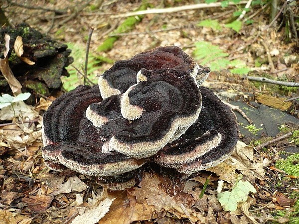 hnedák Schweinitzov Phaeolus schweinitzii (Fr.) Pat.