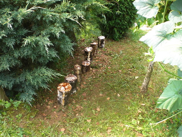 m Pleurotus ostreatus (Jacq.) P. Kumm.