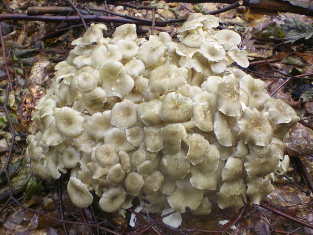 trúdnik klobúčkatý Polyporus umbellatus (Pers.) Fr.