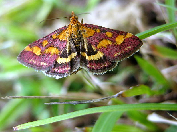 vijačka purpurová   Pyrausta purpuralis