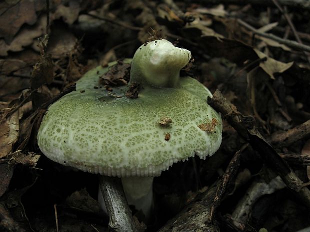 plávka zelenkastá Russula virescens (Schaeff.) Fr.