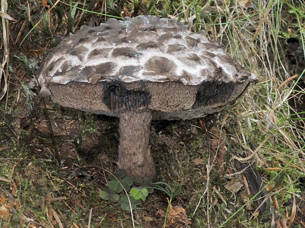 šiškovec šupinatý Strobilomyces strobilaceus (Scop.) Berk.