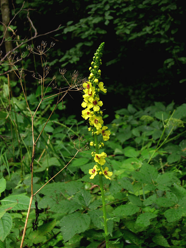 divozel čierny Verbascum nigrum L.