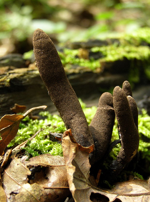 drevnatec Xylaria sp.