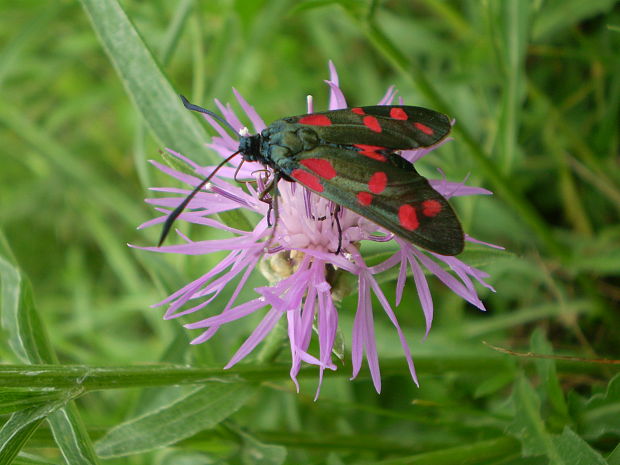 vretienka obyčajná  Zygaena filipendulae