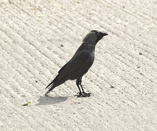 kavka tmavá corvus mondevula