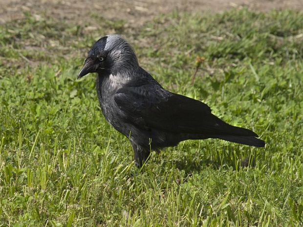 kavka tmavá corvus mondevula