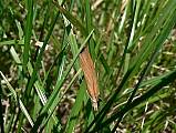 trávovec hlinožltý - travařík