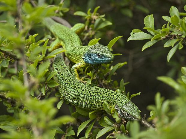 jašterica zelená lacerta viridis