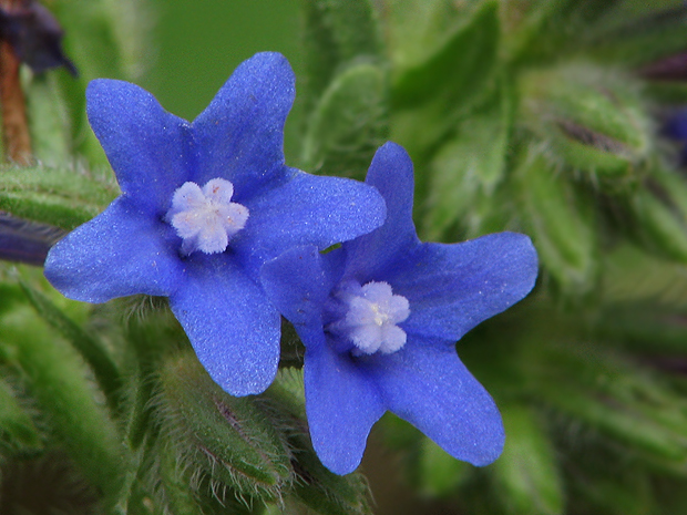 smohla lekárska Anchusa officinalis L.