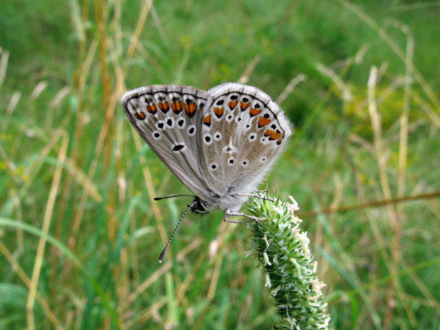 modráčik Aricia sp.