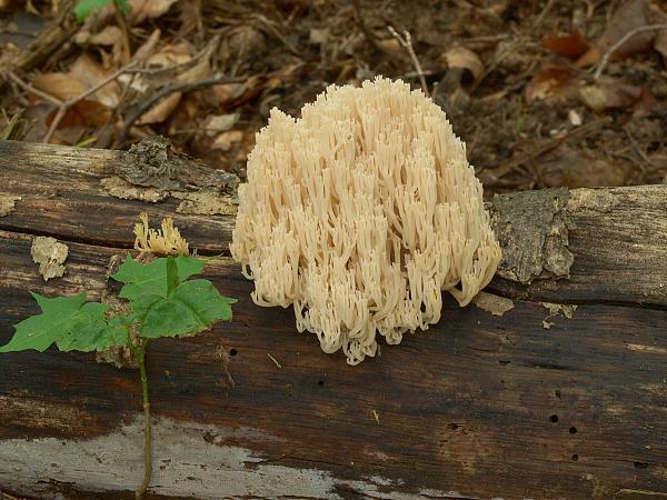 korunovec svietnikovitý Artomyces pyxidatus (Pers.) Jülich