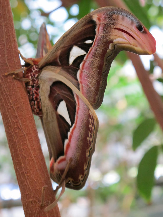 Attacus atlas