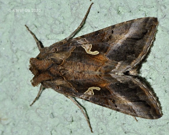 mora gama Autographa gamma