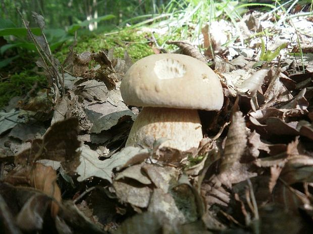 hríb dubový Boletus reticulatus Schaeff.