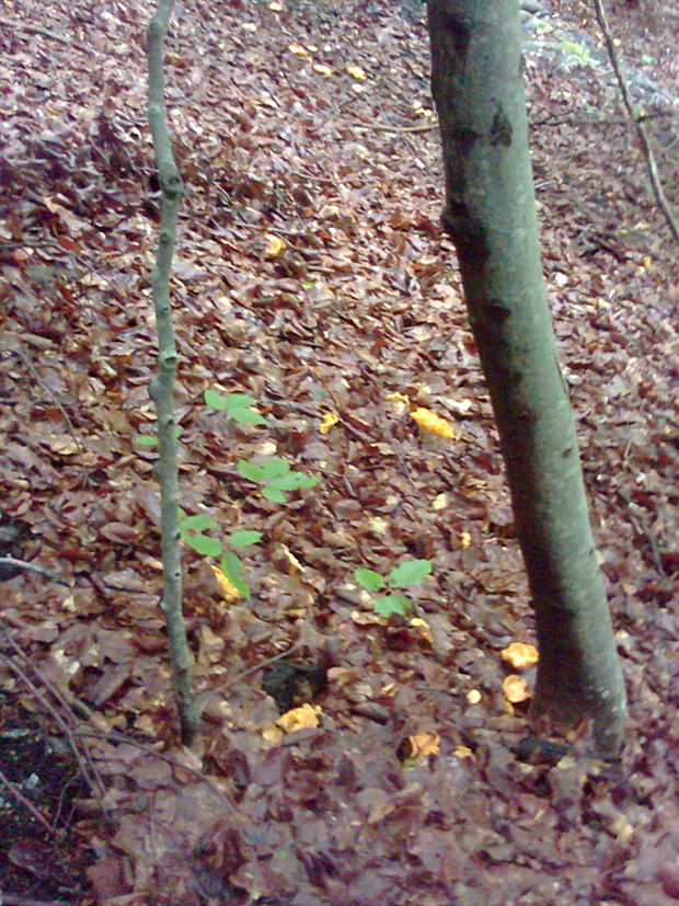 kuriatko Cantharellus sp.