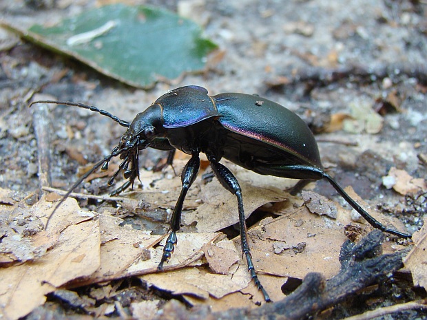 bystruška fialová Carabus violacens, Linnacus 1758