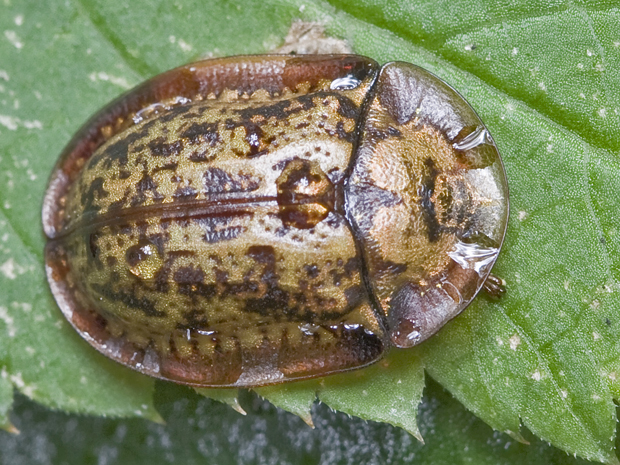 štítnatec kanálikový  Cassida cf. canaliculata Laicharting, 1781