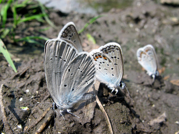 modráčik krušinový Celastrina argiolus